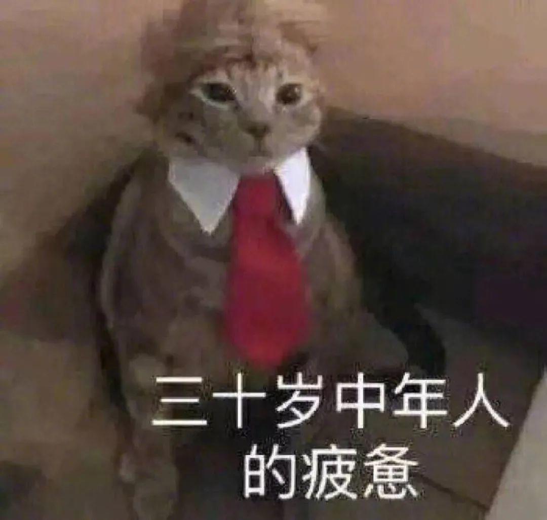 西装猫演绎中年人的疲惫 表情包