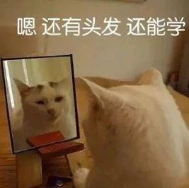 还有头发还能学 猫照镜子 表情包