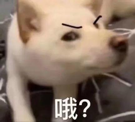一只狗头配字哦表示敷衍 表情包