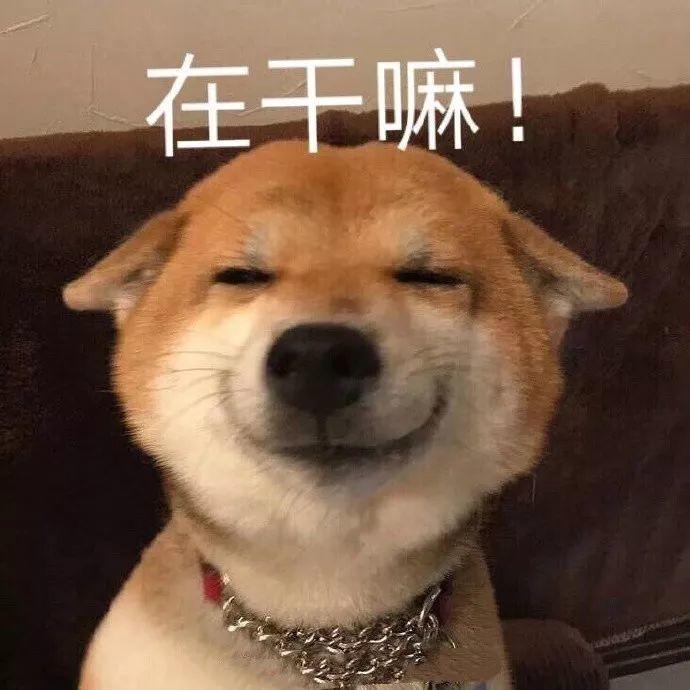 柴犬眯眼一脸疑惑问在干嘛 表情包