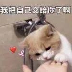 我把自己交给你了啊委屈猫咪 表情包