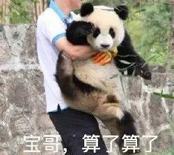 熊猫宝哥无奈说算了算了 - 萌宠表情包