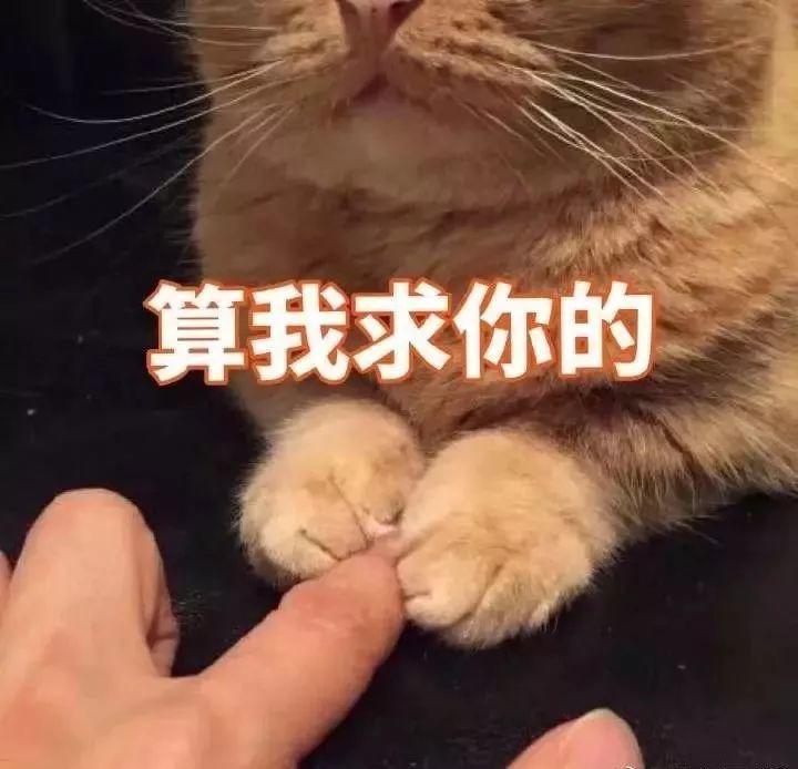 猫咪捏爪算我求你的 表情包