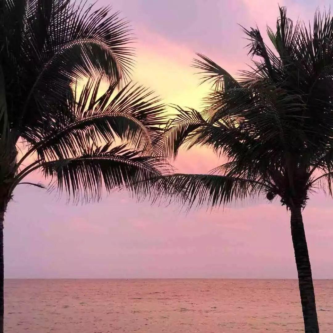 浪漫海边椰树晚霞风景 头像