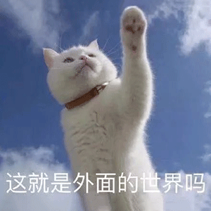 白猫举手仰望这就是外面的世界 表情包
