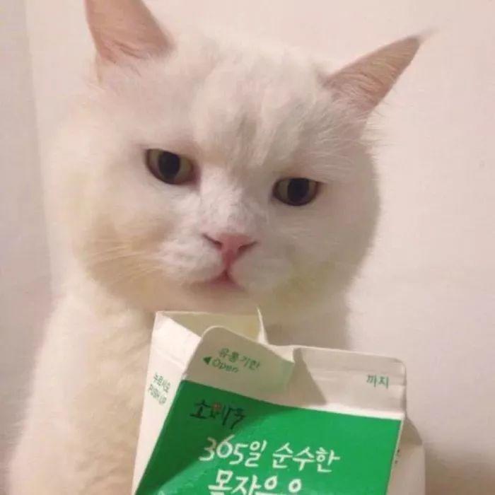 叼着牛奶盒一脸冷漠的白猫 表情包