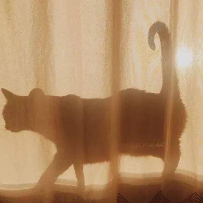 窗帘后优雅行走的猫咪剪影 - 猫meme头像