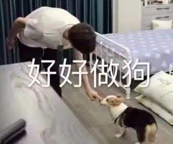 好好做狗别想太多 表情包