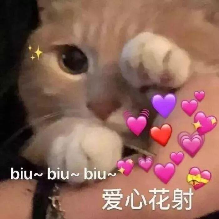 猫咪发射爱心biu biu biu - 猫meme表情包