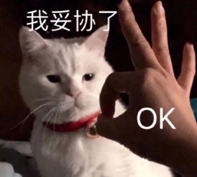 白猫无奈妥协说OK 表情包