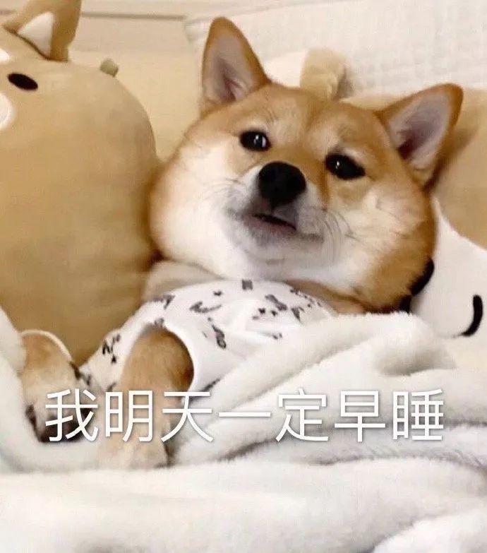 我明天一定早睡的柴犬 表情包