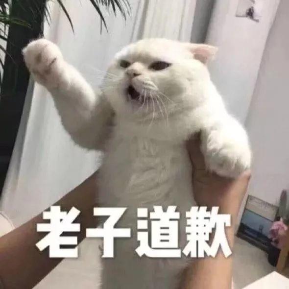 白猫挥手配字老子道歉 - 猫meme表情包