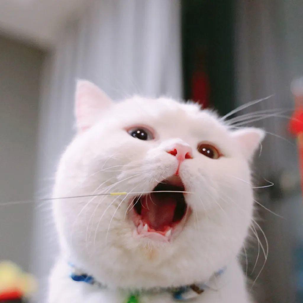 白猫张大嘴巴惊讶瞬间 - 猫meme头像