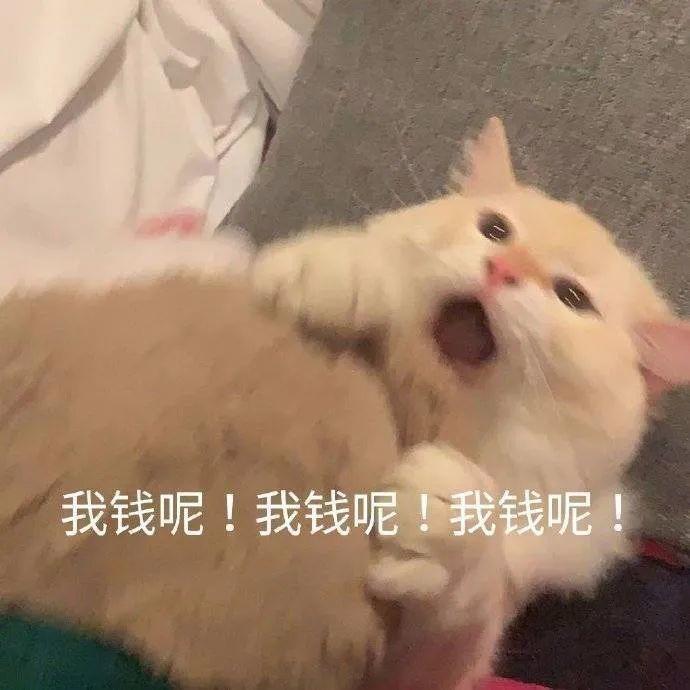 猫咪仰头大喊我的钱去哪了 表情包