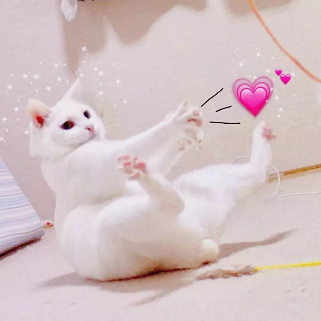 白猫仰躺享受爱心时刻 - 猫meme头像
