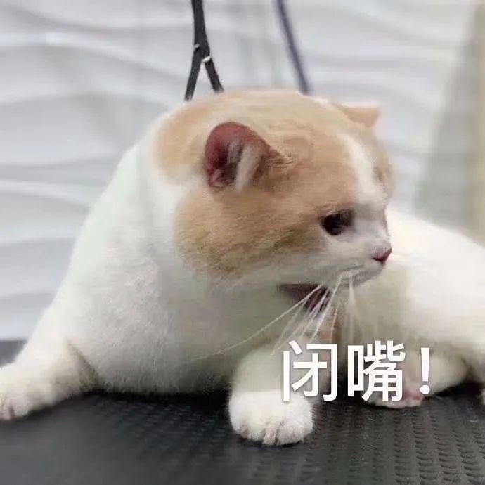 橘猫一脸不爽让你闭嘴 - 猫meme表情包
