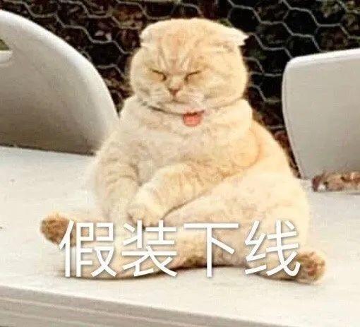 猫咪假装下线不想理你 表情包