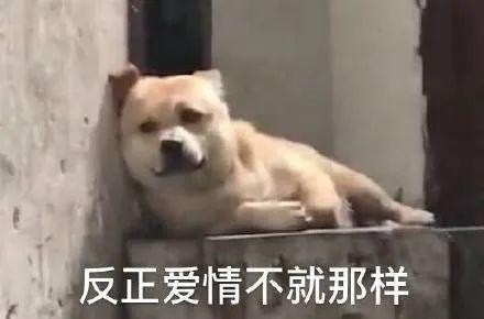 狗子：反正爱情不就那样 表情包
