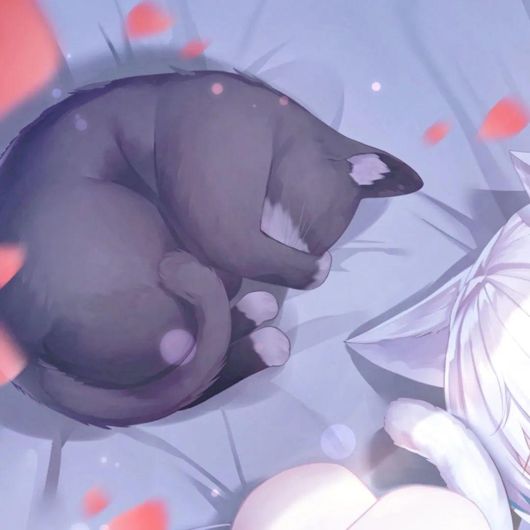 蜷缩熟睡的黑猫与白发少女 头像