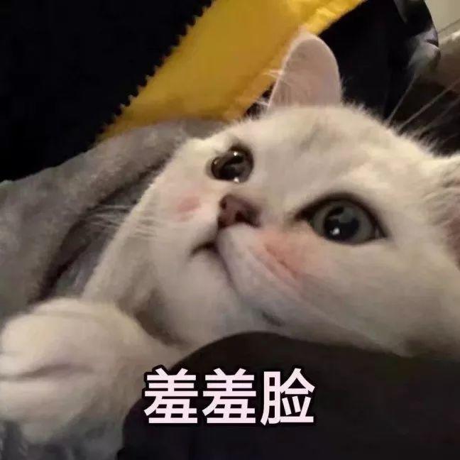 羞羞脸猫咪表情包 表情包
