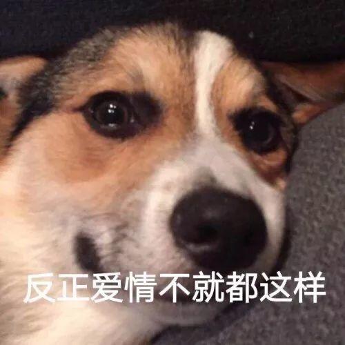 柯基无奈感叹爱情都这样 表情包