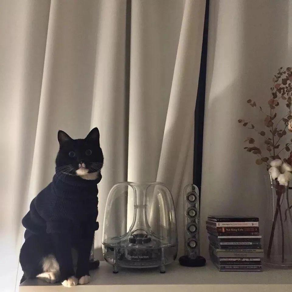 穿着毛衣的黑猫安静听歌 - 猫meme头像