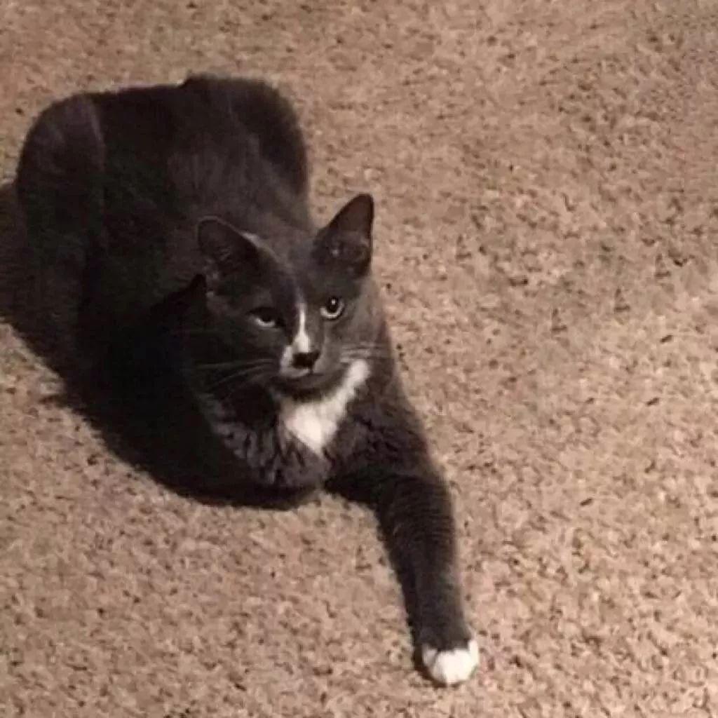 这只猫看起来好委屈啊 头像