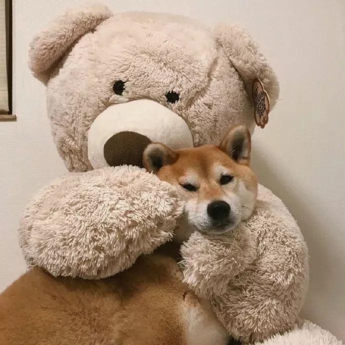柴犬被大熊熊抱住了 - 狗狗头像