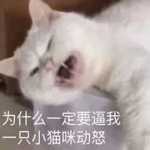 为什么一定要逼我这只小猫咪 表情包
