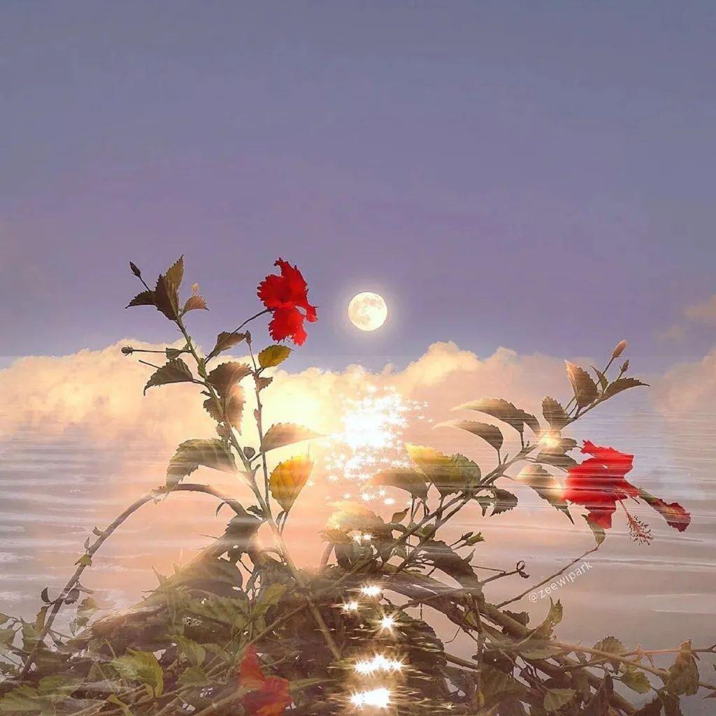 月光下的红色扶桑花唯美风景 壁纸