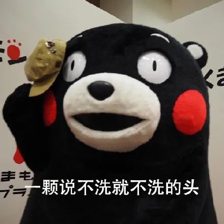 熊本熊一颗说不洗就不洗的头 - 卡通IP表情包