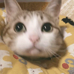 大眼睛猫咪无辜凝视 - 猫meme表情包