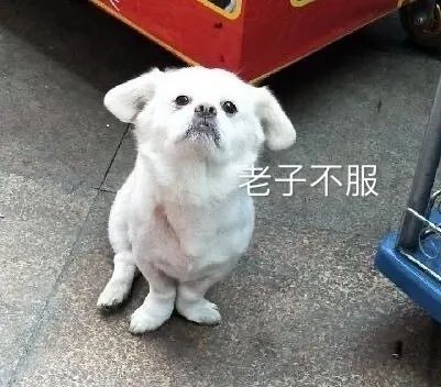 剃毛小狗一脸倔强说老子不服 表情包