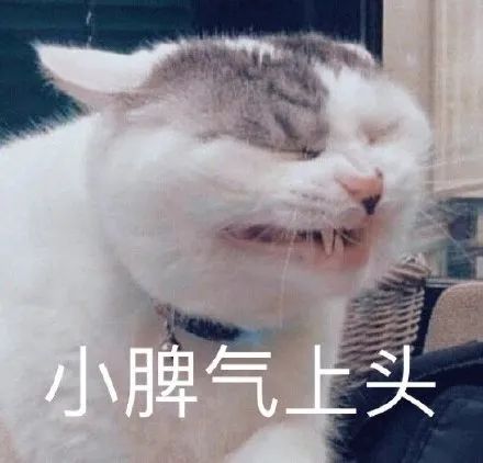 猫咪龇牙咧嘴小脾气上头 表情包