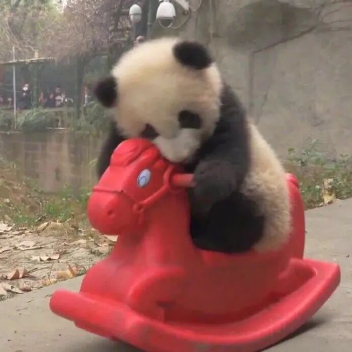 熊猫宝宝骑红色摇摇马 头像