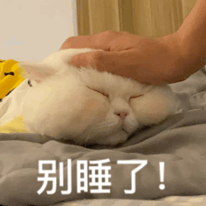 手摸猫头喊别睡了 表情包