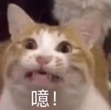 猫咪惊讶表情配字噫 表情包