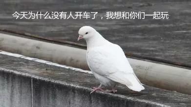 白鸽子也想开车一起玩 表情包