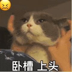 猫咪一脸懵逼表示卧槽上头 - 猫meme表情包