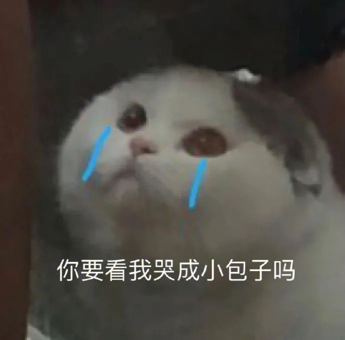 猫咪委屈哭成小包子表情包 表情包