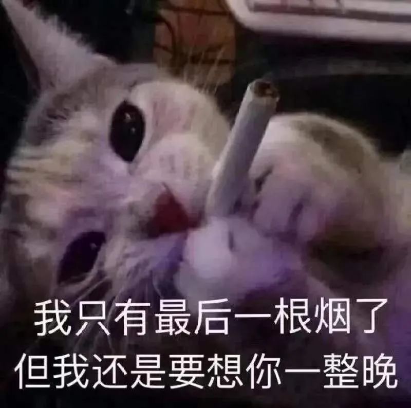 抽烟的猫深夜深情表白 - 猫meme表情包