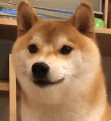 这只柴犬看起来有点心机 表情包