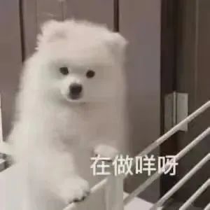 白色狗狗趴在栏杆问在做咩呀 - 狗狗表情包