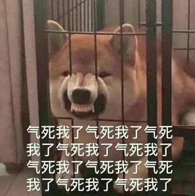 愤怒柴犬气死我了 表情包
