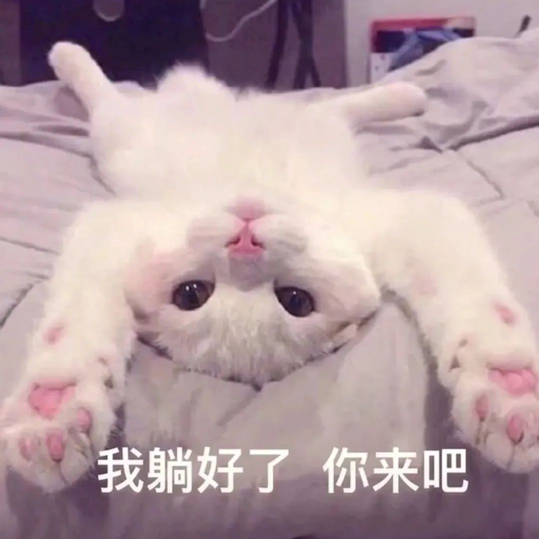 白猫躺平任打我躺好了你来吧 表情包
