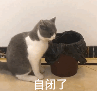 猫咪对着垃圾桶一脸自闭 表情包