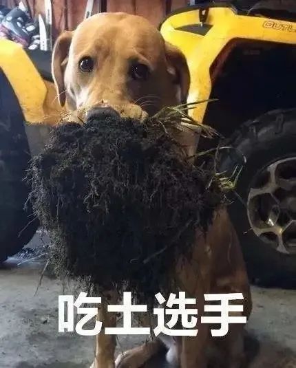 嘴里叼着泥土的吃土选手狗狗 - 狗狗表情包