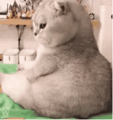 眼神不屑的胖猫 - 猫meme表情包