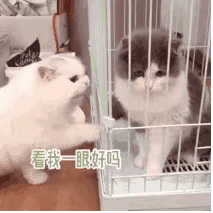 白猫扒笼子求看一眼 表情包