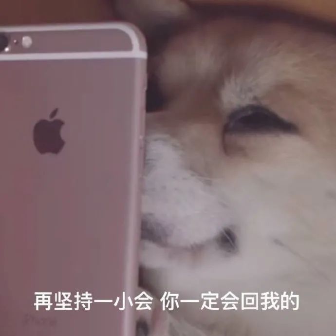 贴脸等待回复的柴犬 表情包